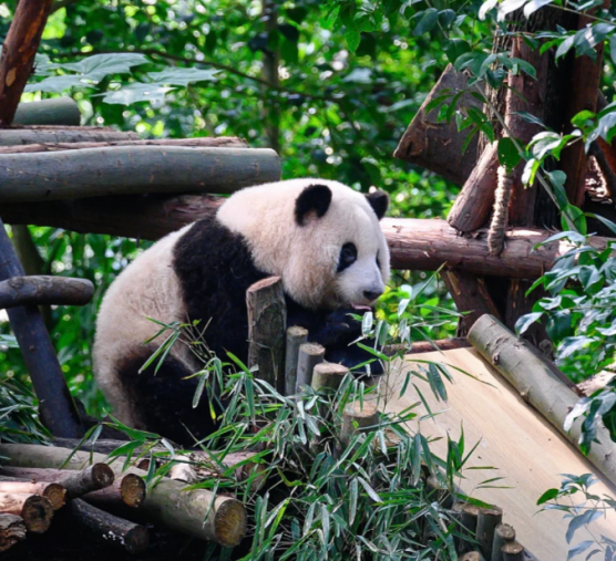 3 Days heart of chengdu mount-qingcheng tour