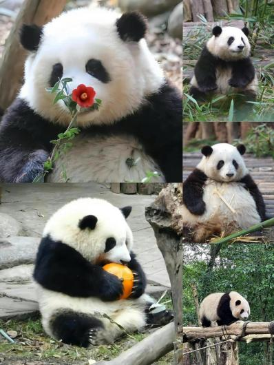 3 Days heart of chengdu mount-qingcheng tour