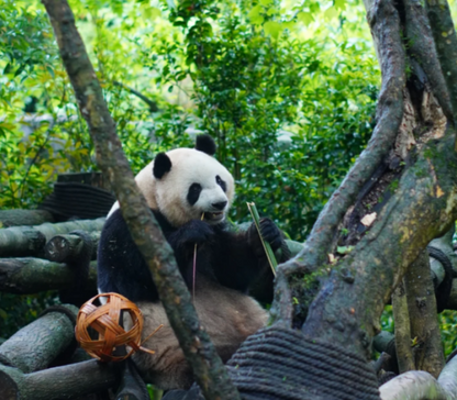 3 Days heart of chengdu mount-qingcheng tour
